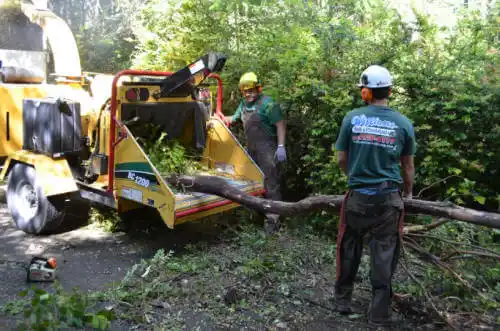 tree services Penn Valley